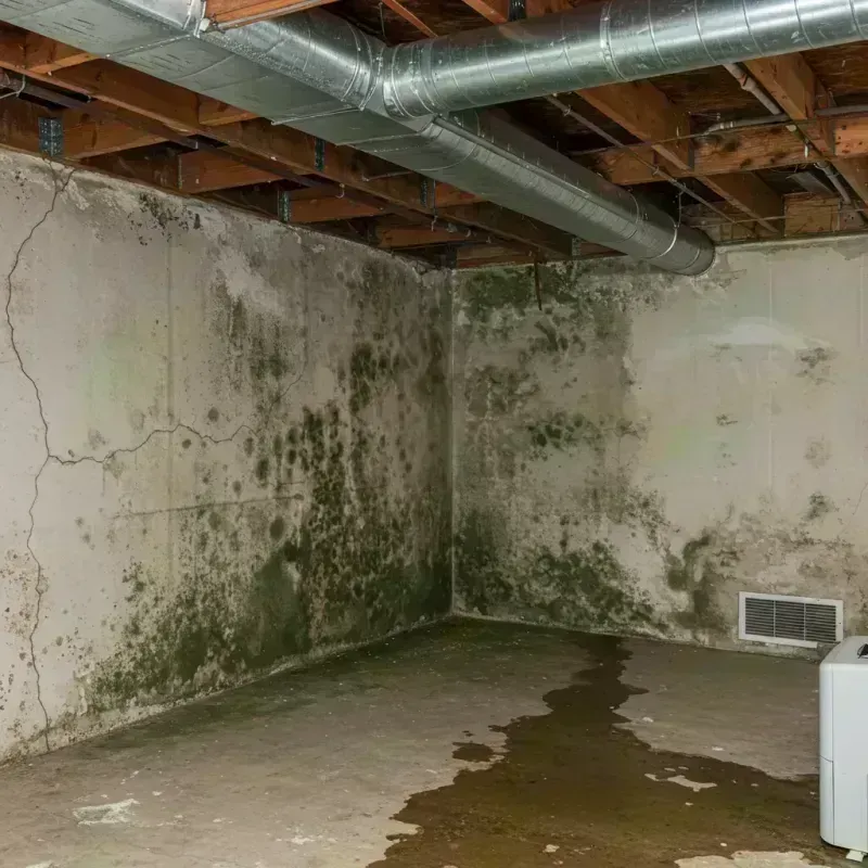 Professional Mold Removal in Yuma, AZ